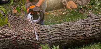 Lawn Renovation and Restoration in Banner Hill, TN