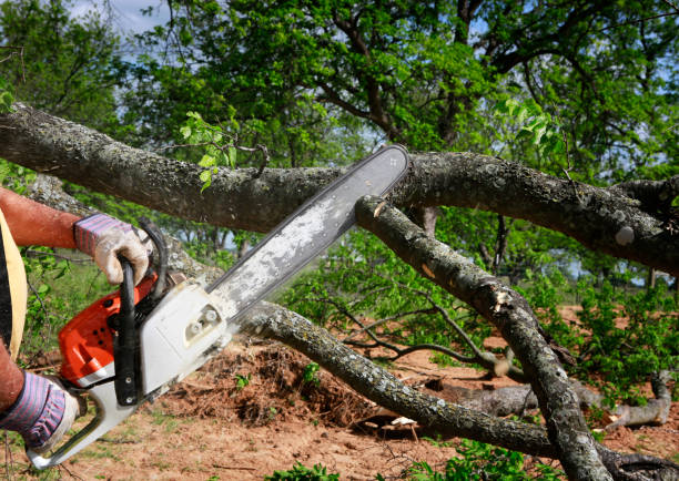Professional Tree Care in Banner Hill, TN